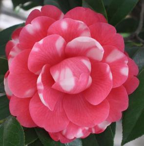 茶花